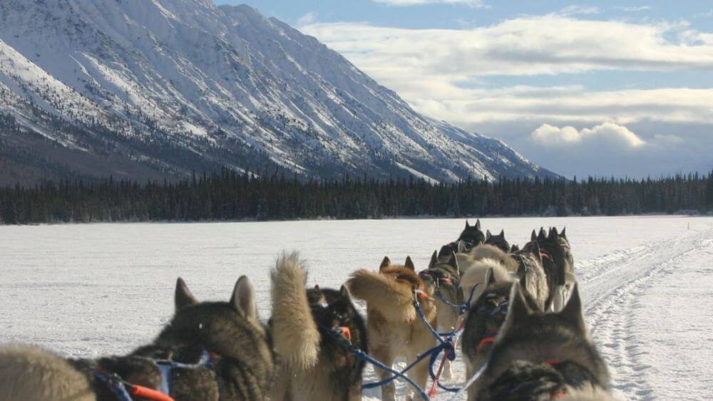 dog sledding canmore spray lakes experience togo or snow dogs for yourself