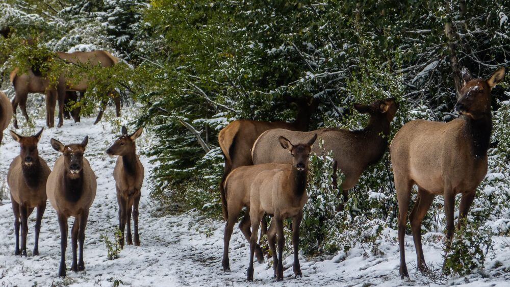 canmore elk are famous in the town always roaming around gallery pic