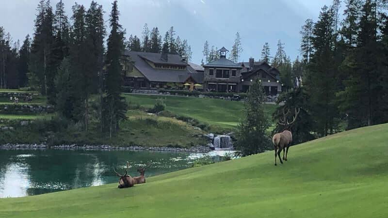 Silvertip 10th hole looking back at club house with elk in the fairway