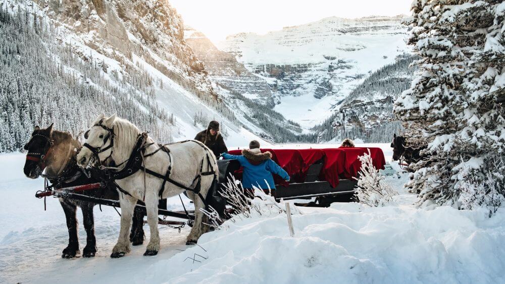 winter horse draw sleigh ride lake louise with mountain backdrop gallery pic