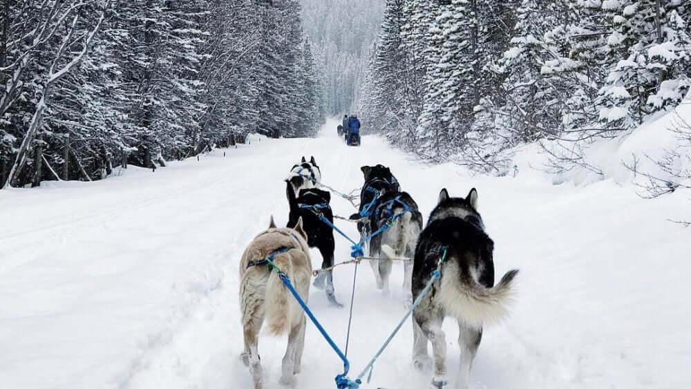 Howling Dog Tours - Canmore