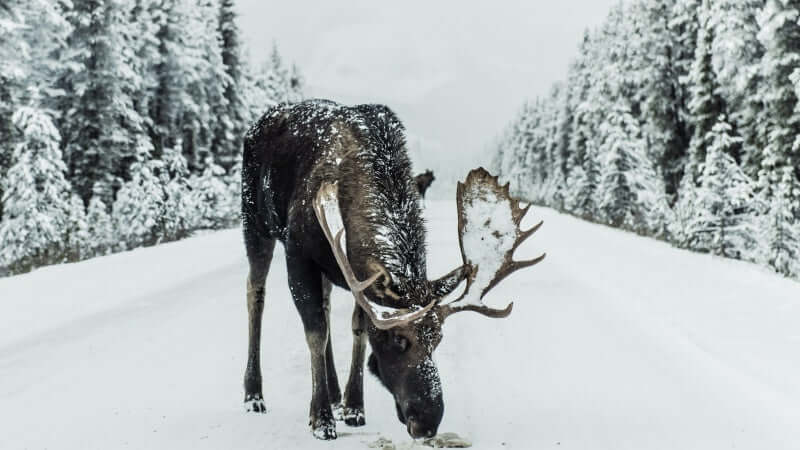Moose along the jasper highway right in the middle of the road in winter