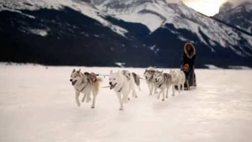 Snowy Owl Sled Dog Tours - Canmore Adventure Company