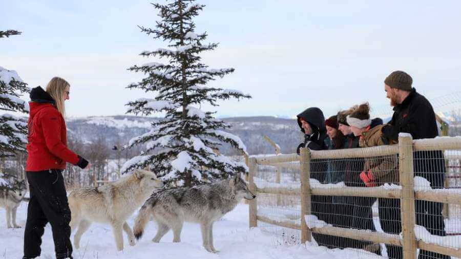 Yamnuska Wolfdog Sanctuary - Cochrane, Alberta Attraction